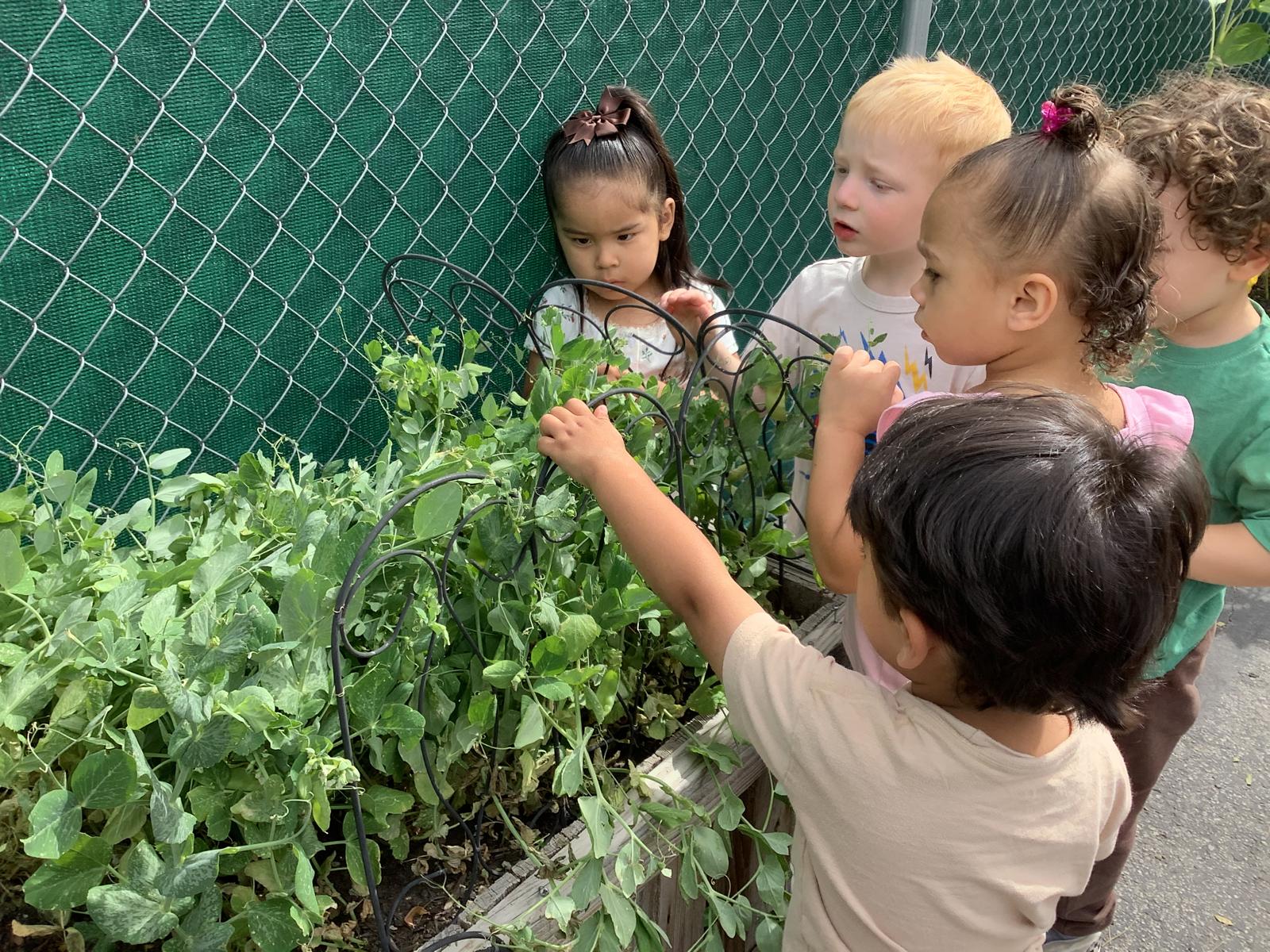 Social-Emotional Development
